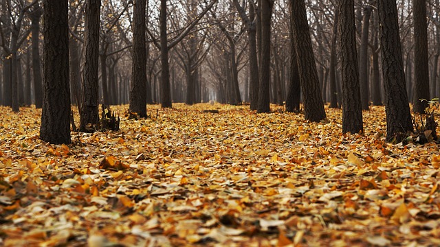 image of leaves on the ground signifying the season has changed to Fall